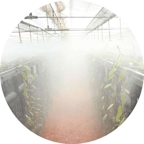 立体栽培システムに最適なミスト潅水を採用